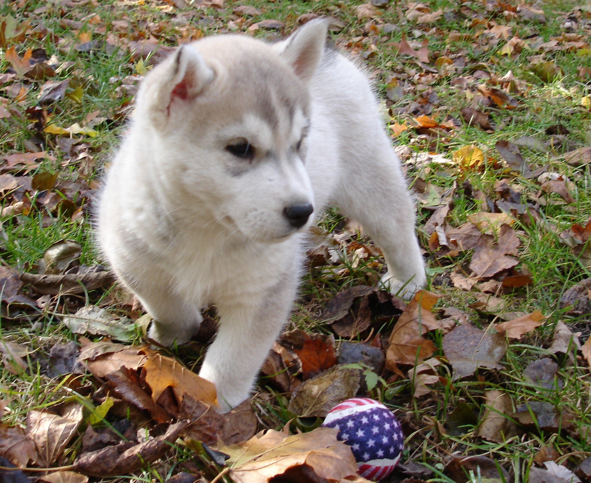 www.mipsychics.com/Queen Of The Michigan Psychics, Master Psychic Medium Sherrie Ellen is proud to announce her new pack member Lord Jaks. Breeder is Judy Russell of Davisburg, Michigan.