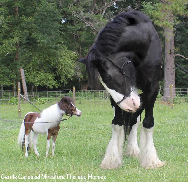 Scout and his big friend