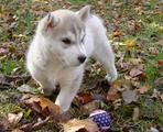 www.thetravelingpsychics.com/Queen Of The Michigan Psychics Master Psychic Medium Sherrie Ellen Is Proud To Anounce Her New Pack Member Lord Jaks. Breeder is Judy Russell of Davisburg, Michigan.