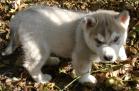 www.thetravelingpsychics.com/Madam Of The Michigan Psychics Lord Jaks. 7 weeks old. Breeder is Judy Russell of Davisburg, Michigan.
